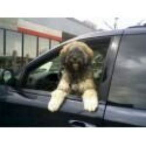 Meet your Posher, Jose